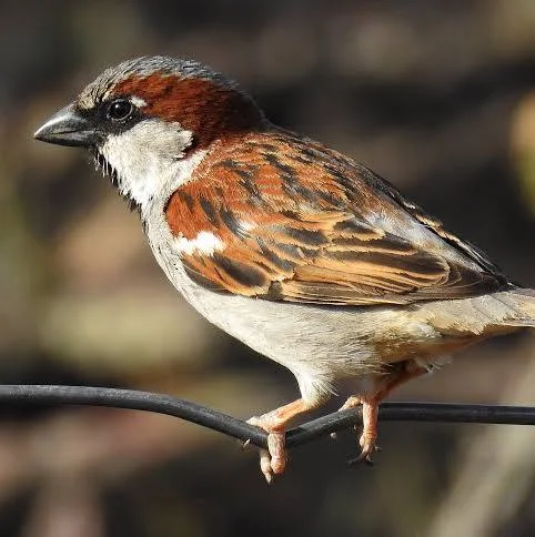 House Sparrow
