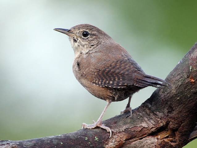 House Wren